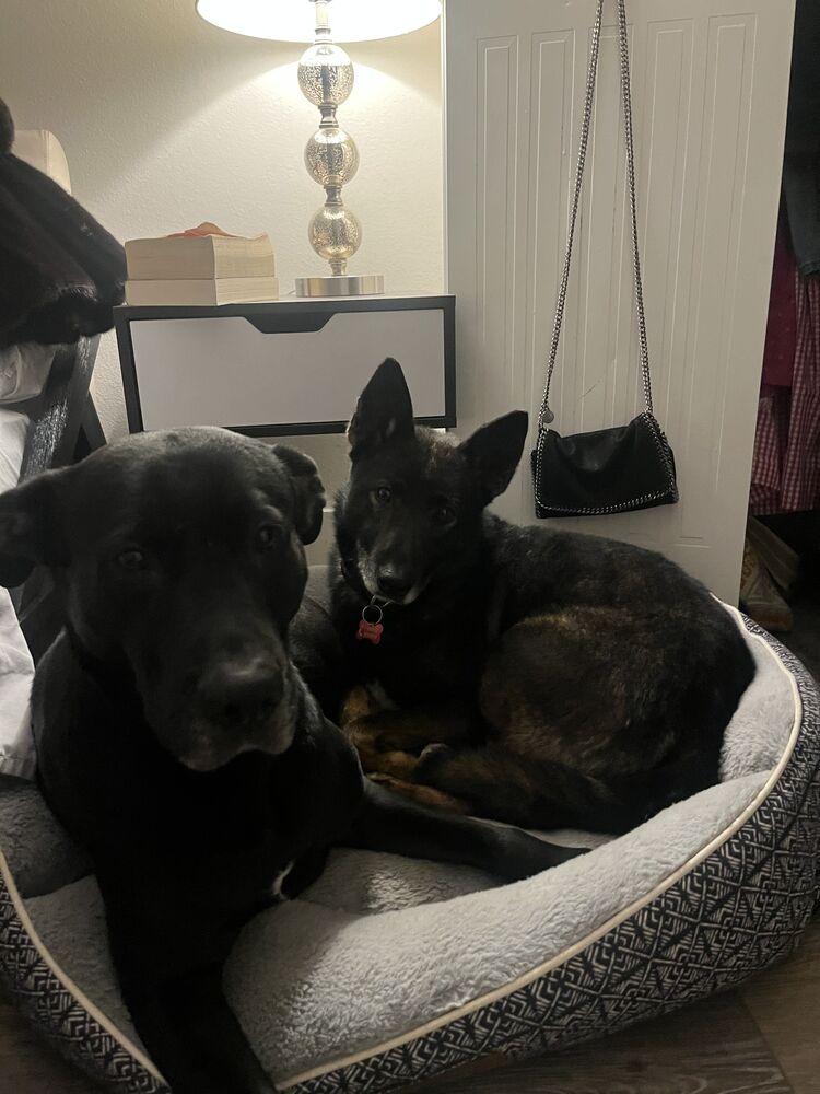 Enlarge DAX, a Adoptable Shepherd in Broomfield, CO image 5/6