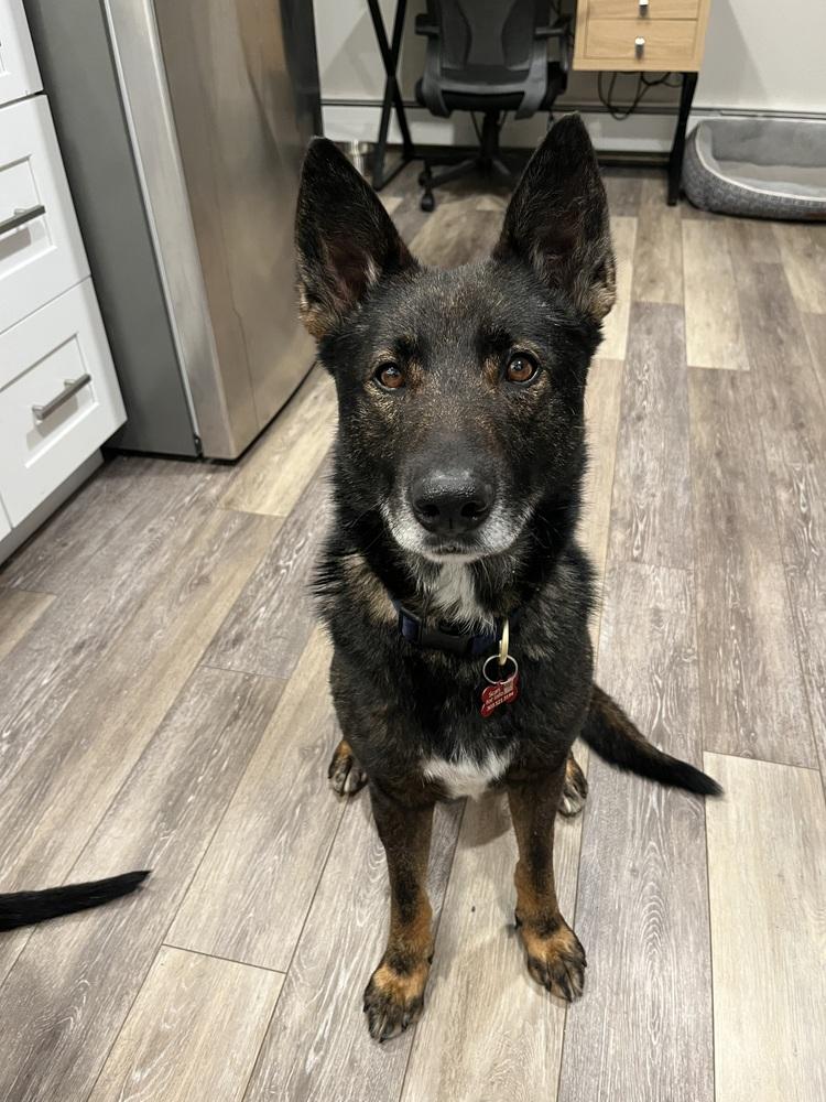 Enlarge DAX, a Adoptable Shepherd in Broomfield, CO image 6/6