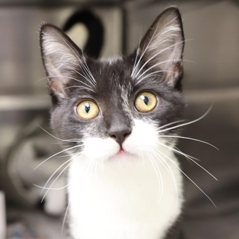 Enlarge A515781, a Adoptable Domestic Short Hair in Wilmington, NC image 1/1