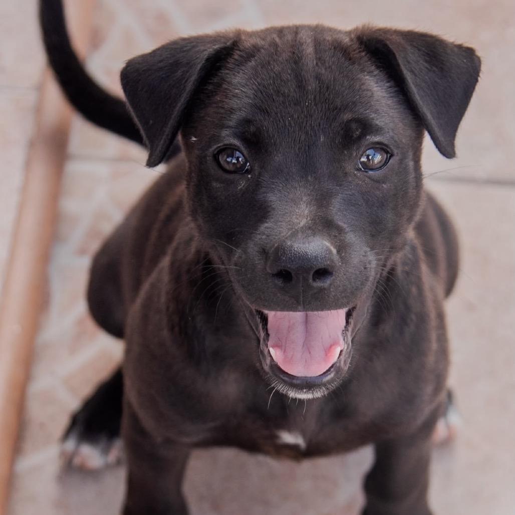 Night, Adoptable, Puppy Male Labrador Retriever & Mixed Breed.