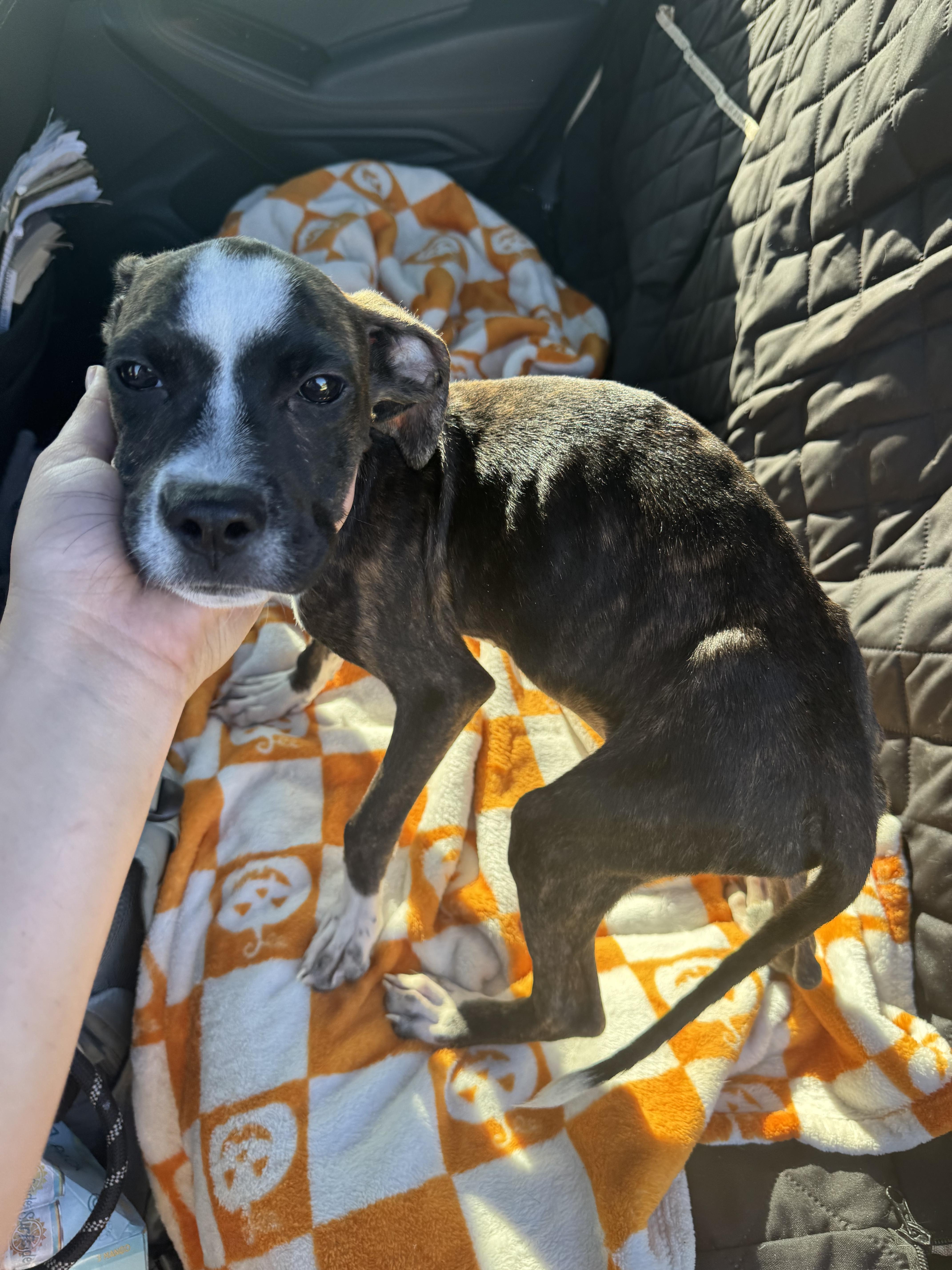 Enlarge Harvey, a Adoptable mixed breed in Hermitage, PA image 1/1