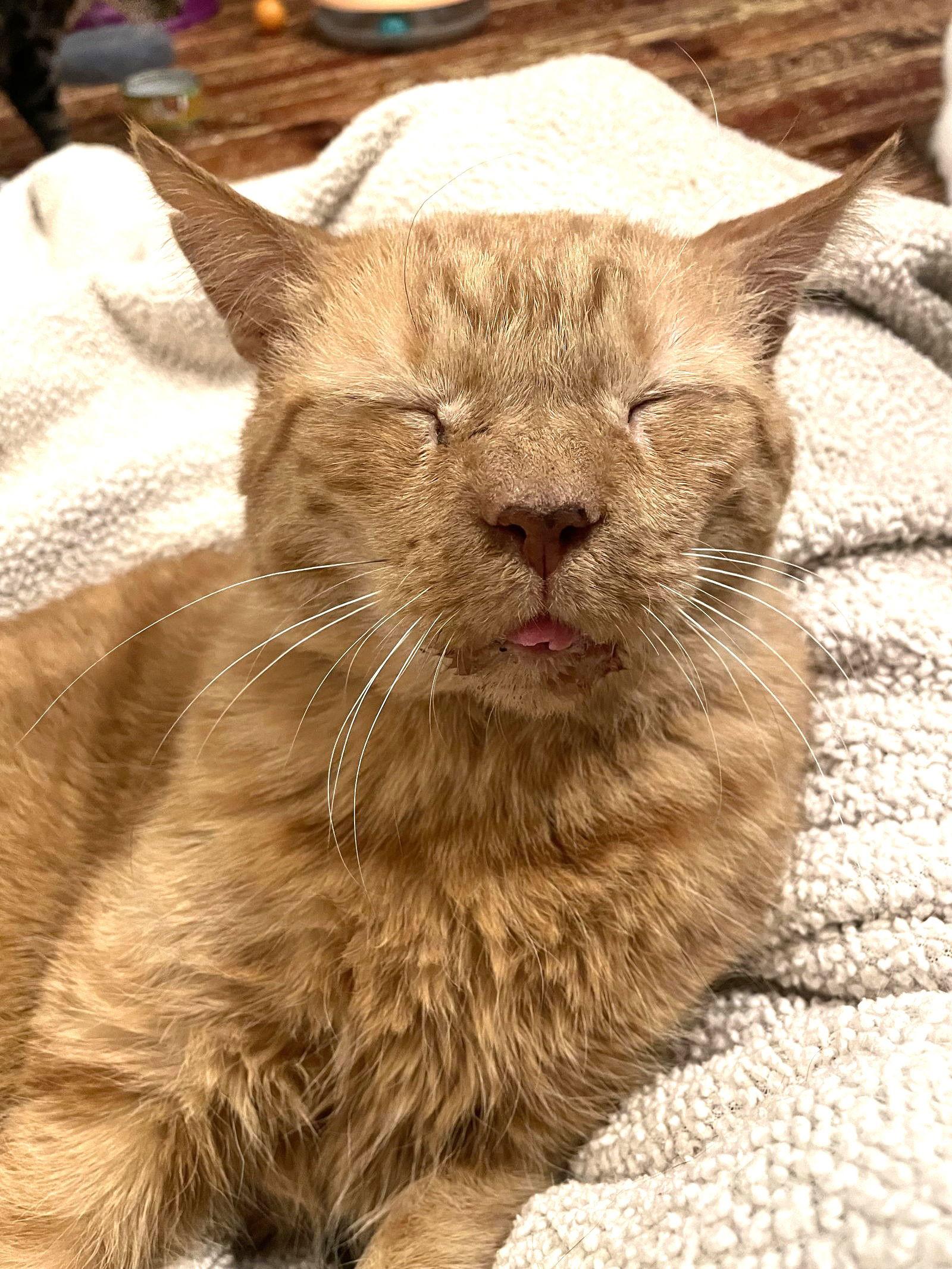 Enlarge William of Orange, a Adopted Domestic Short Hair in Trenton, NJ image 1/3