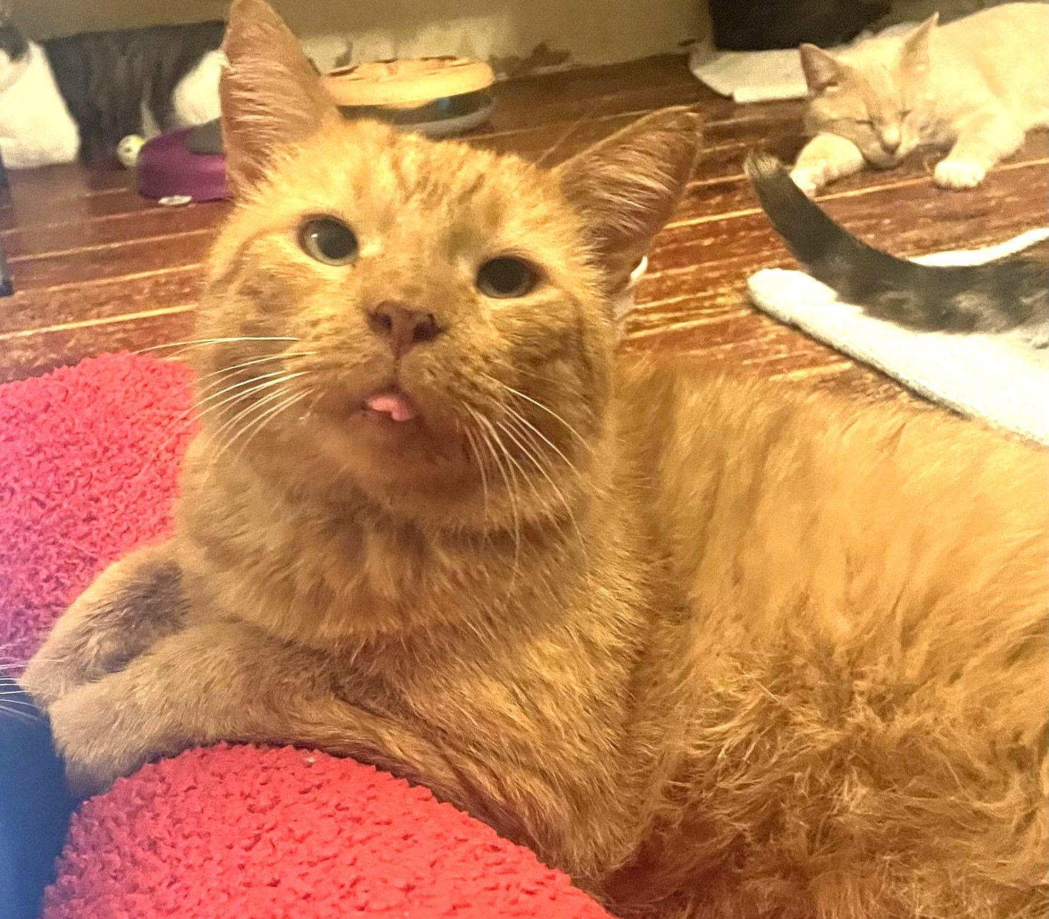 Enlarge William of Orange, a Adopted Domestic Short Hair in Trenton, NJ image 2/3