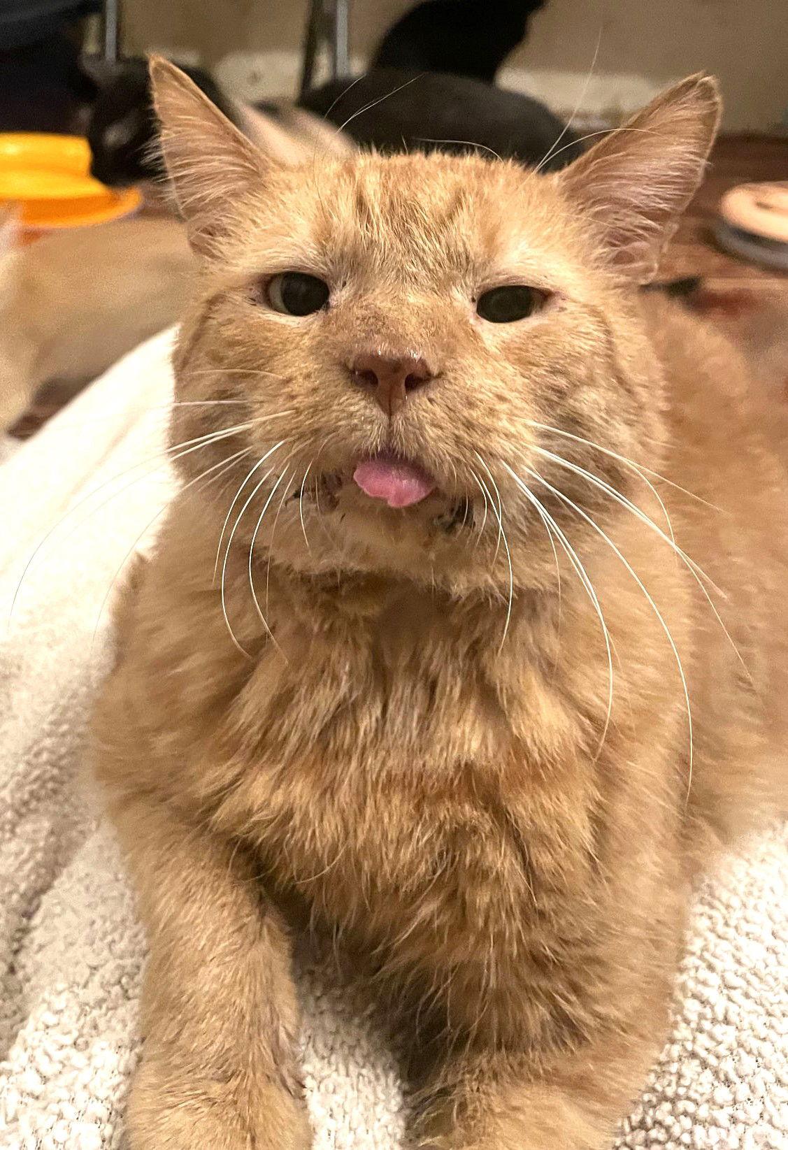 Enlarge William of Orange, a Adopted Domestic Short Hair in Trenton, NJ image 3/3