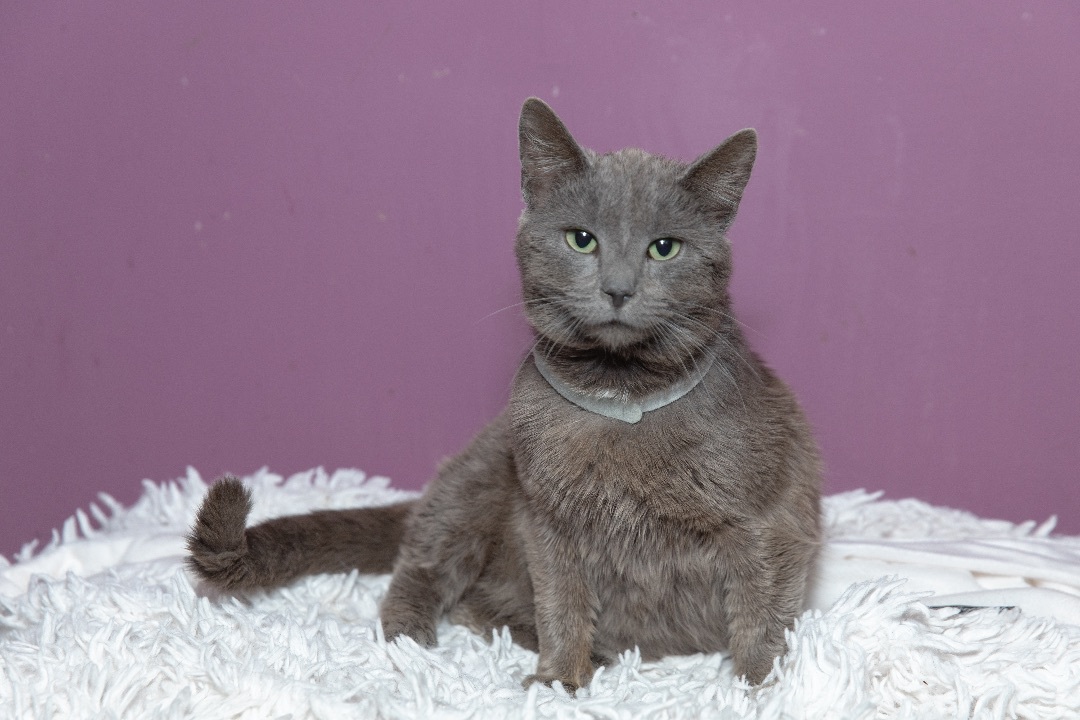 Gracey, an adopted Russian Blue in Chicago, IL_image-1