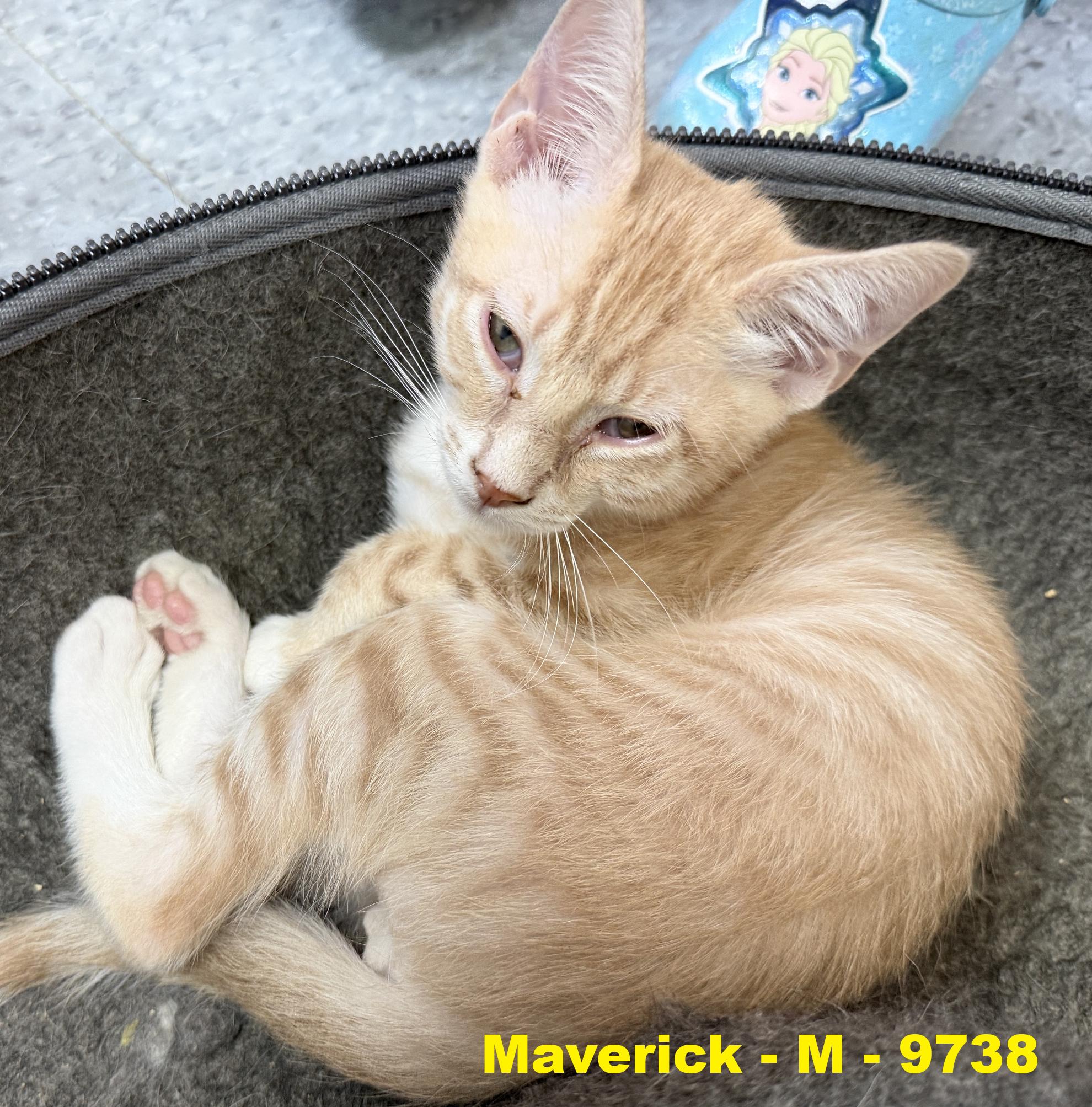 Maverick, ADOPTABLE, Young Male Domestic Short Hair.