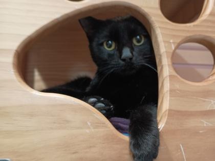 Lily, Adoptable, Young Female Domestic Short Hair.