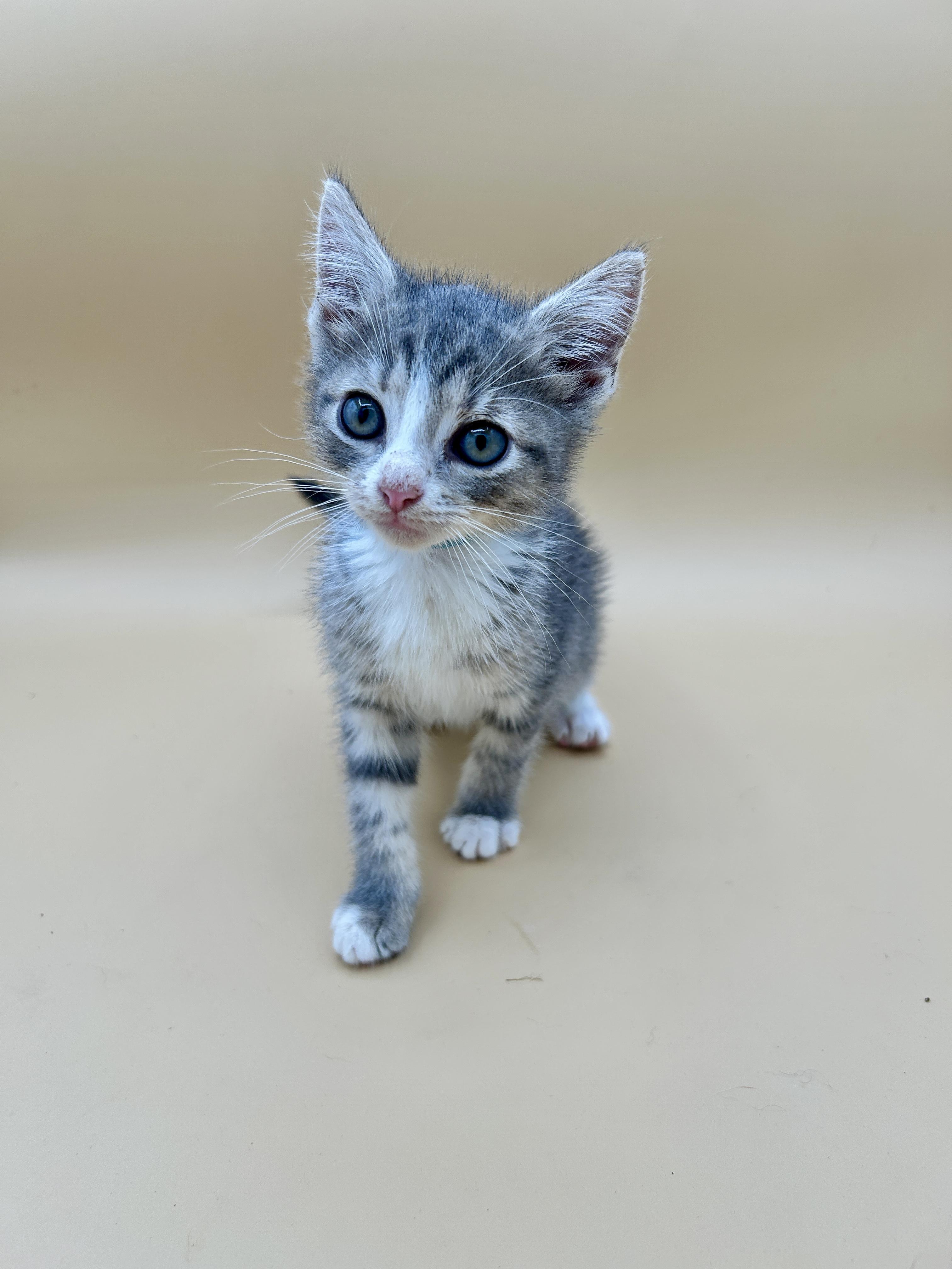 Biscotti