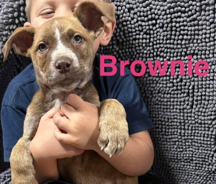 Brownie, Adoptable, Puppy Female Mixed Breed.