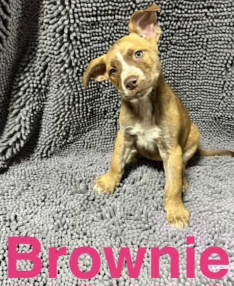Brownie, a Adoptable Mixed Breed in Fountaintown, IN image 3/3
