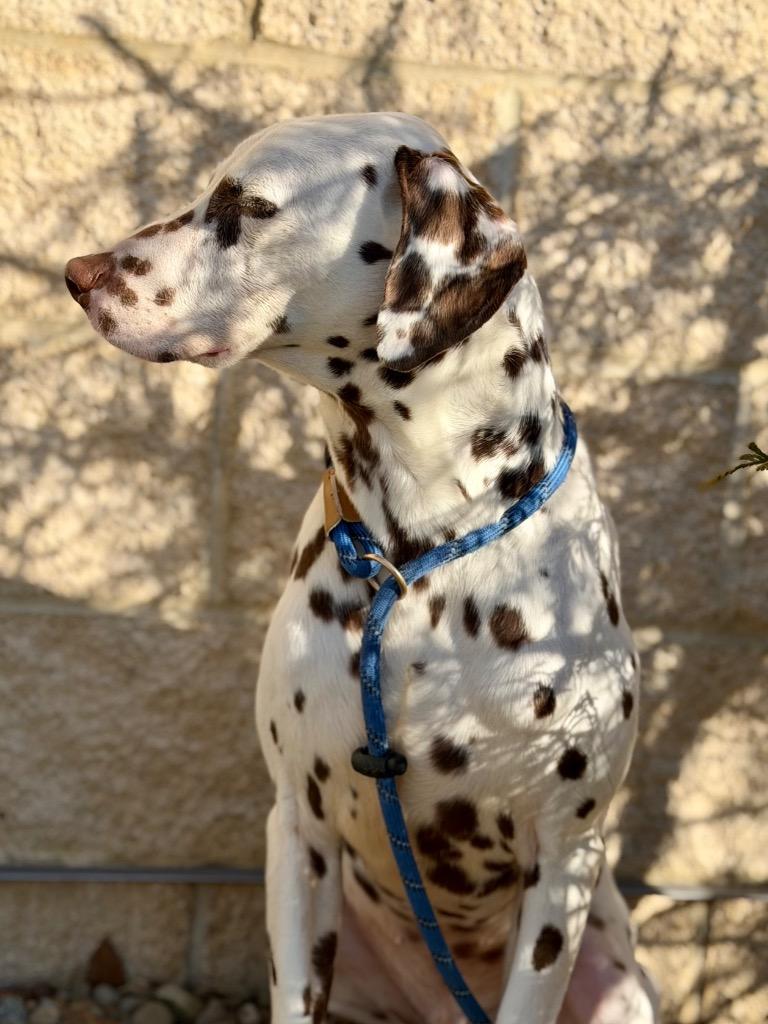 SAWYER, Adoptable, Adult Male Dalmatian.