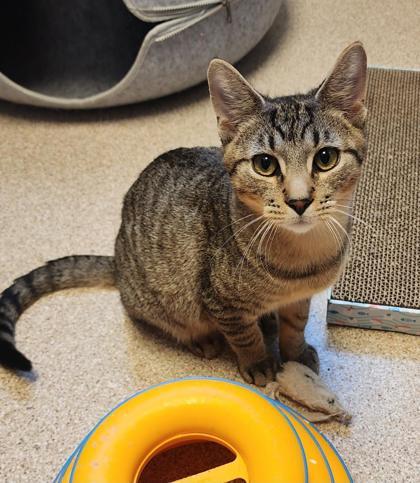 Snickers, ADOPTABLE, Young Male Domestic Short Hair & Tabby.