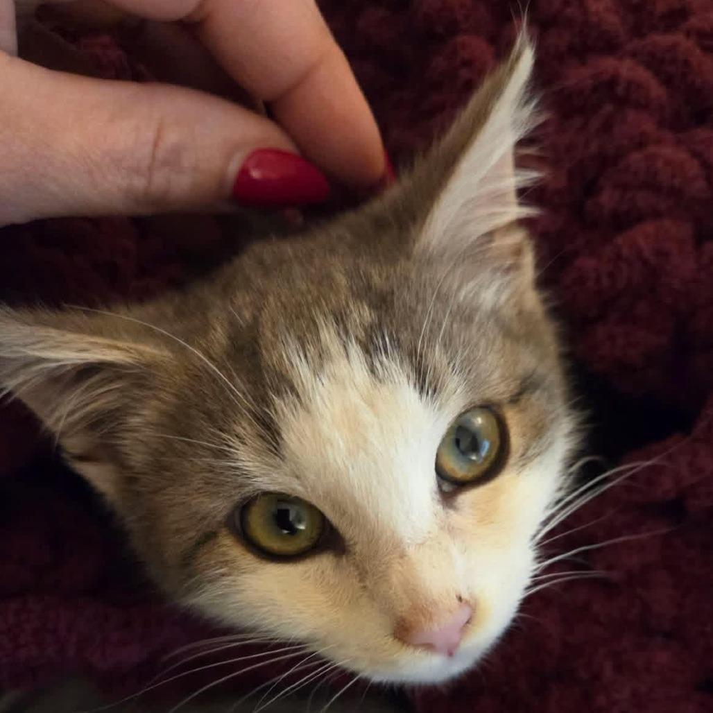 Enlarge Jojo, a Adoptable Domestic Short Hair in Johnstown, PA image 2/2