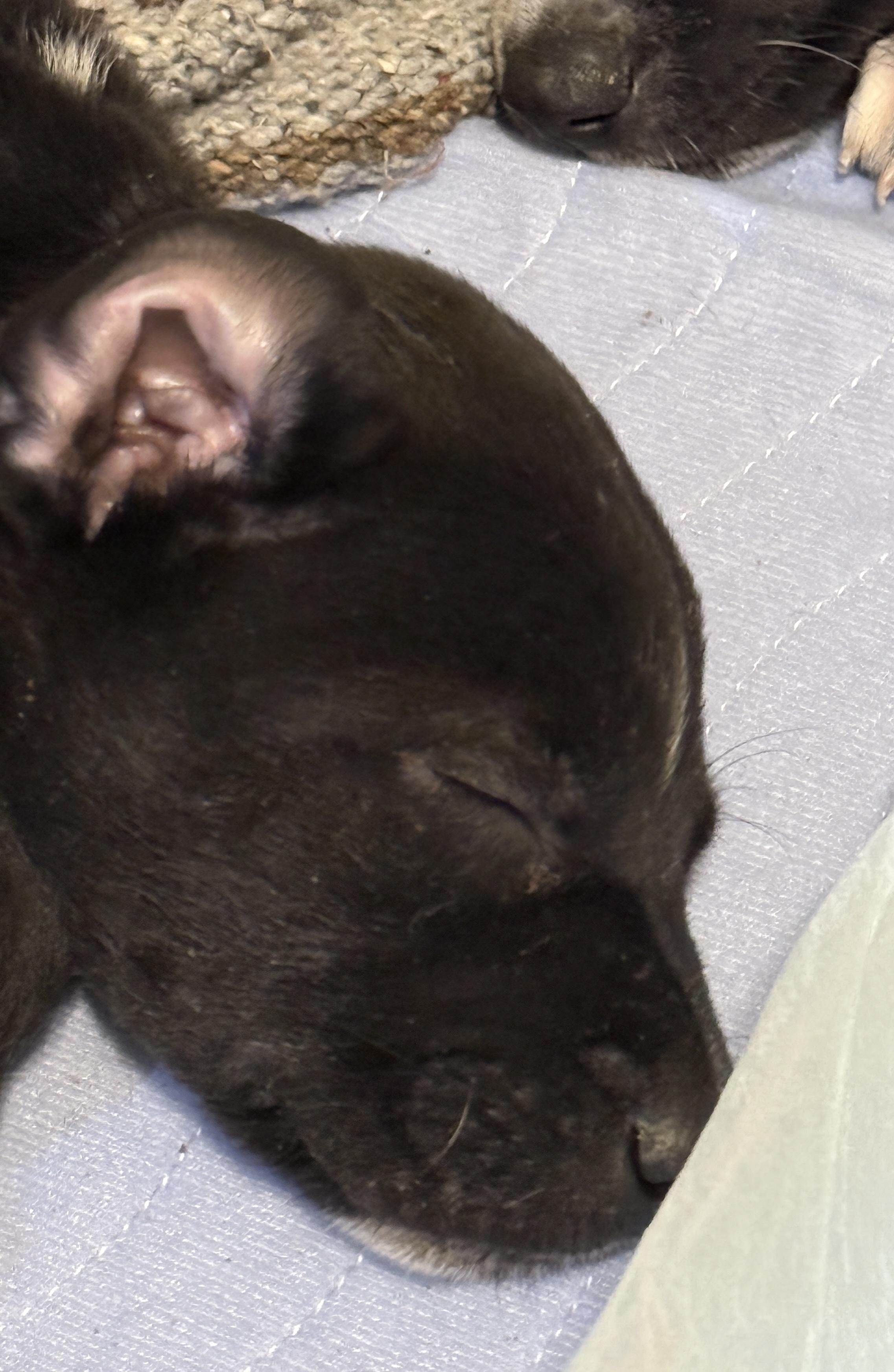 Enlarge Archer (The Swiftie Litter), a Adopted mixed breed in Tucson, AZ image 1/5