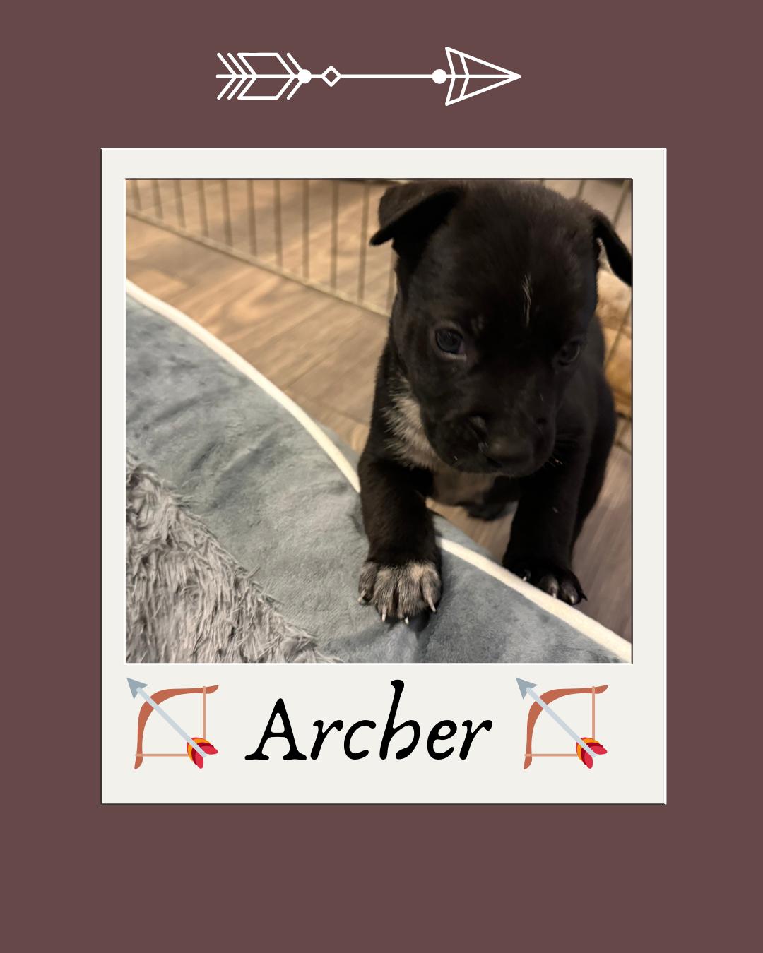 Enlarge Archer (The Swiftie Litter), a Adopted mixed breed in Tucson, AZ image 2/5