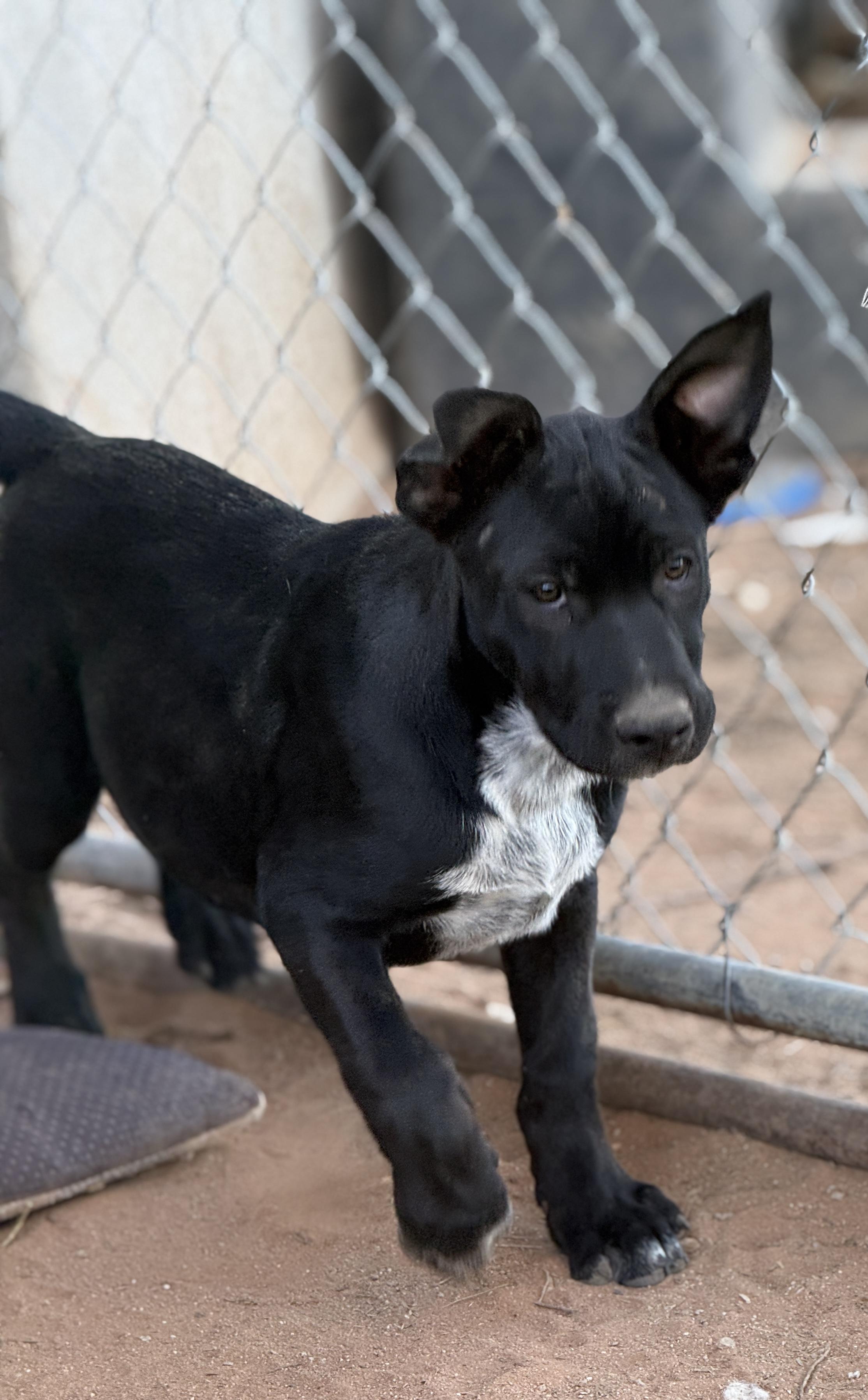 Enlarge Archer (The Swiftie Litter), a Adopted mixed breed in Tucson, AZ image 3/5