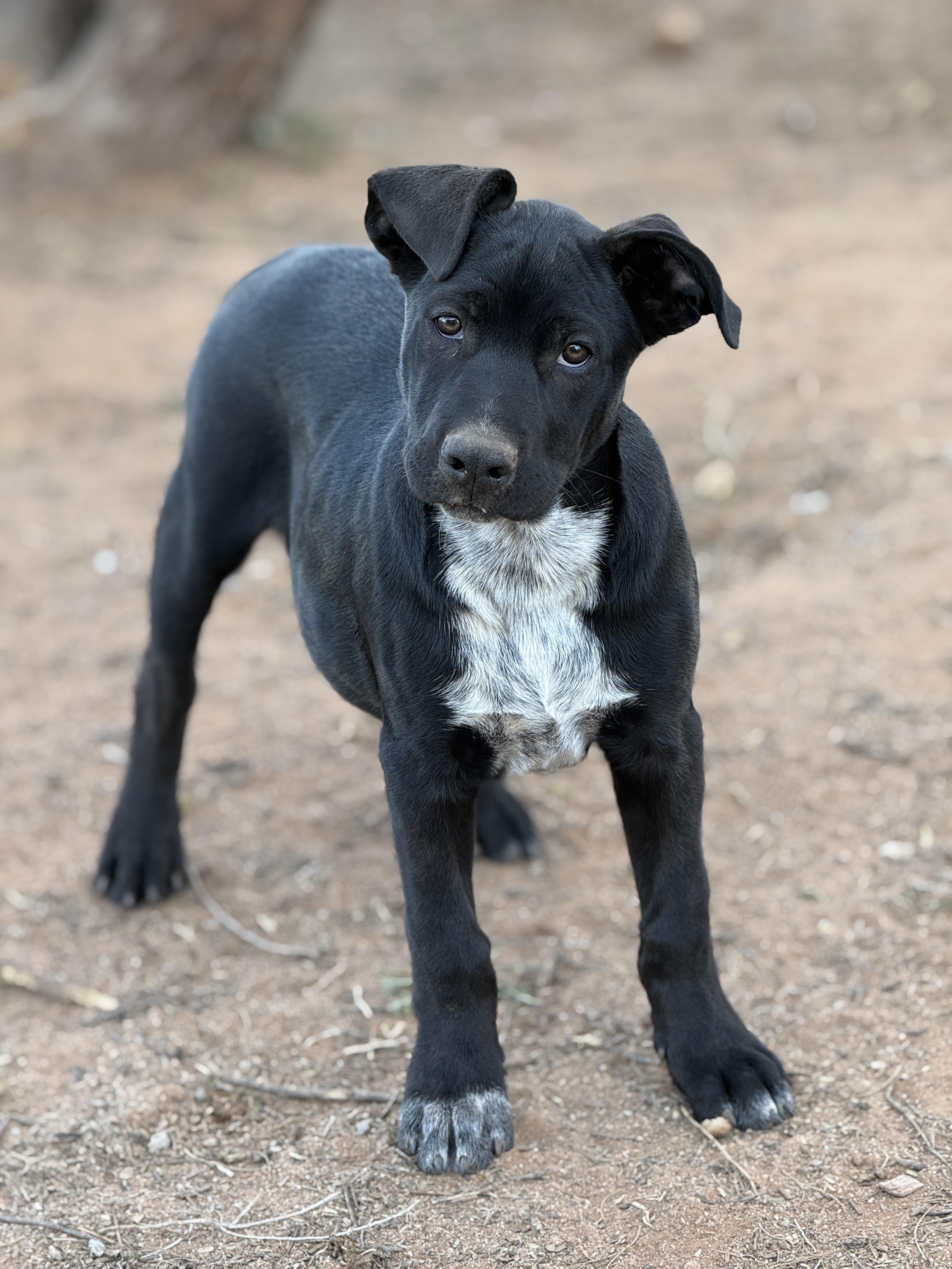 Enlarge Archer (The Swiftie Litter), a Adopted mixed breed in Tucson, AZ image 4/5
