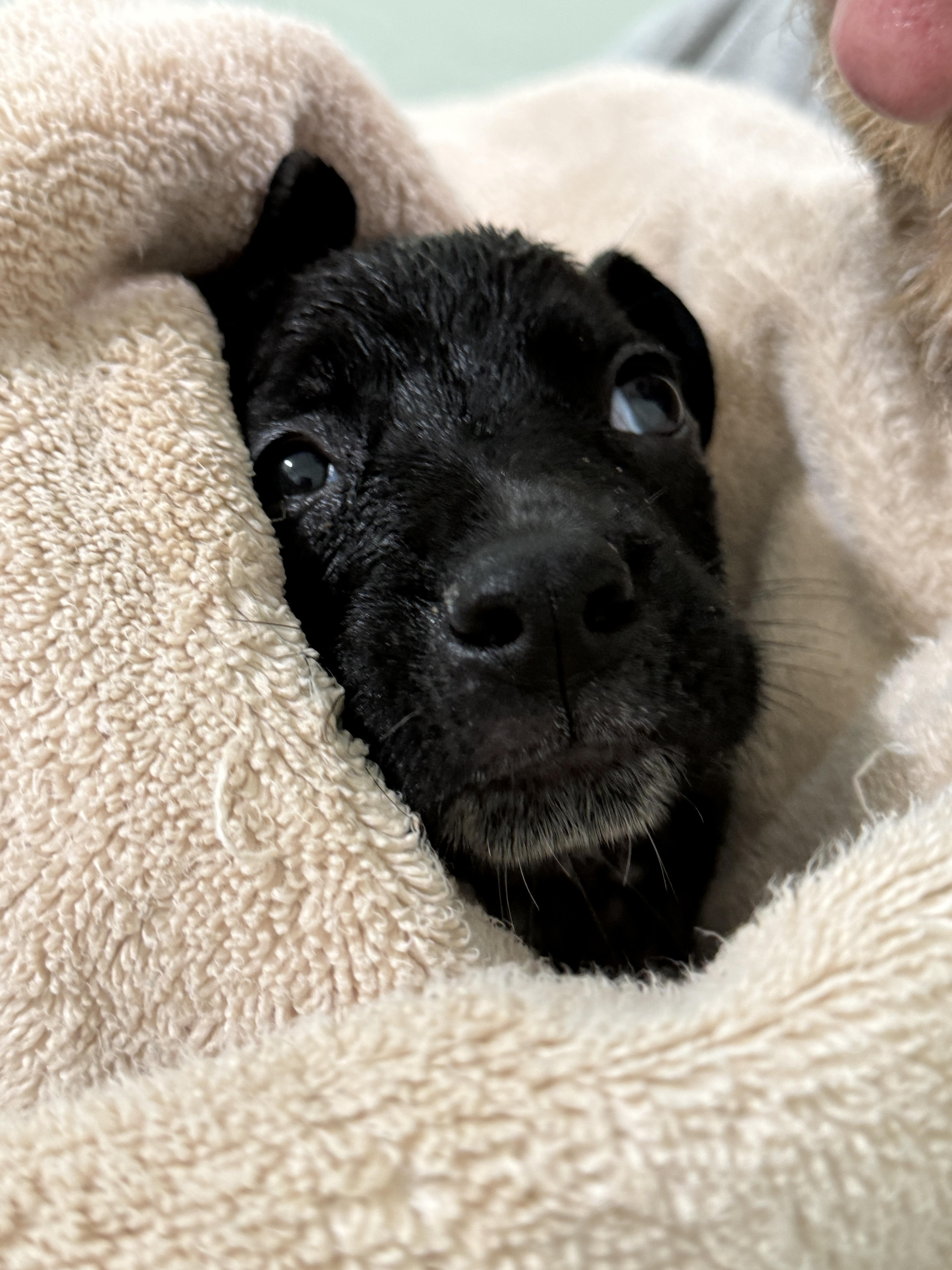 Enlarge Archer (The Swiftie Litter), a Adopted mixed breed in Tucson, AZ image 5/5