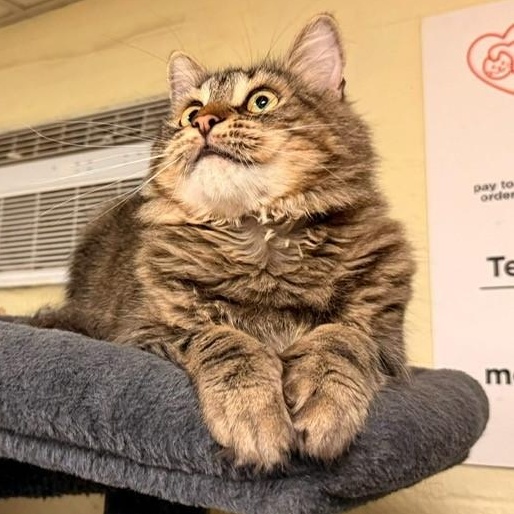 Torro, a ADOPTABLE Domestic Long Hair in Braintree, MA image 4/4