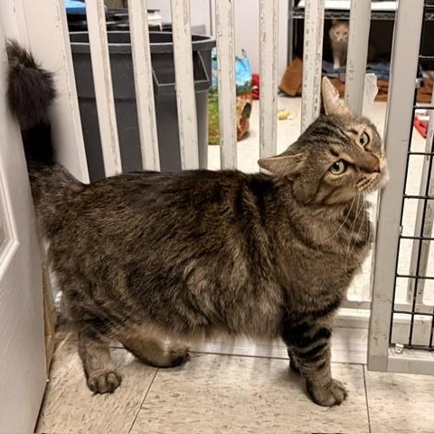 Torro, a ADOPTABLE Domestic Long Hair in Braintree, MA image 2/4