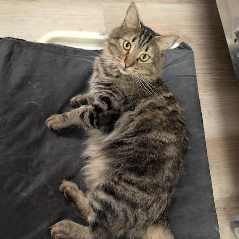 Torro, Adoptable, Adult Male Domestic Long Hair.