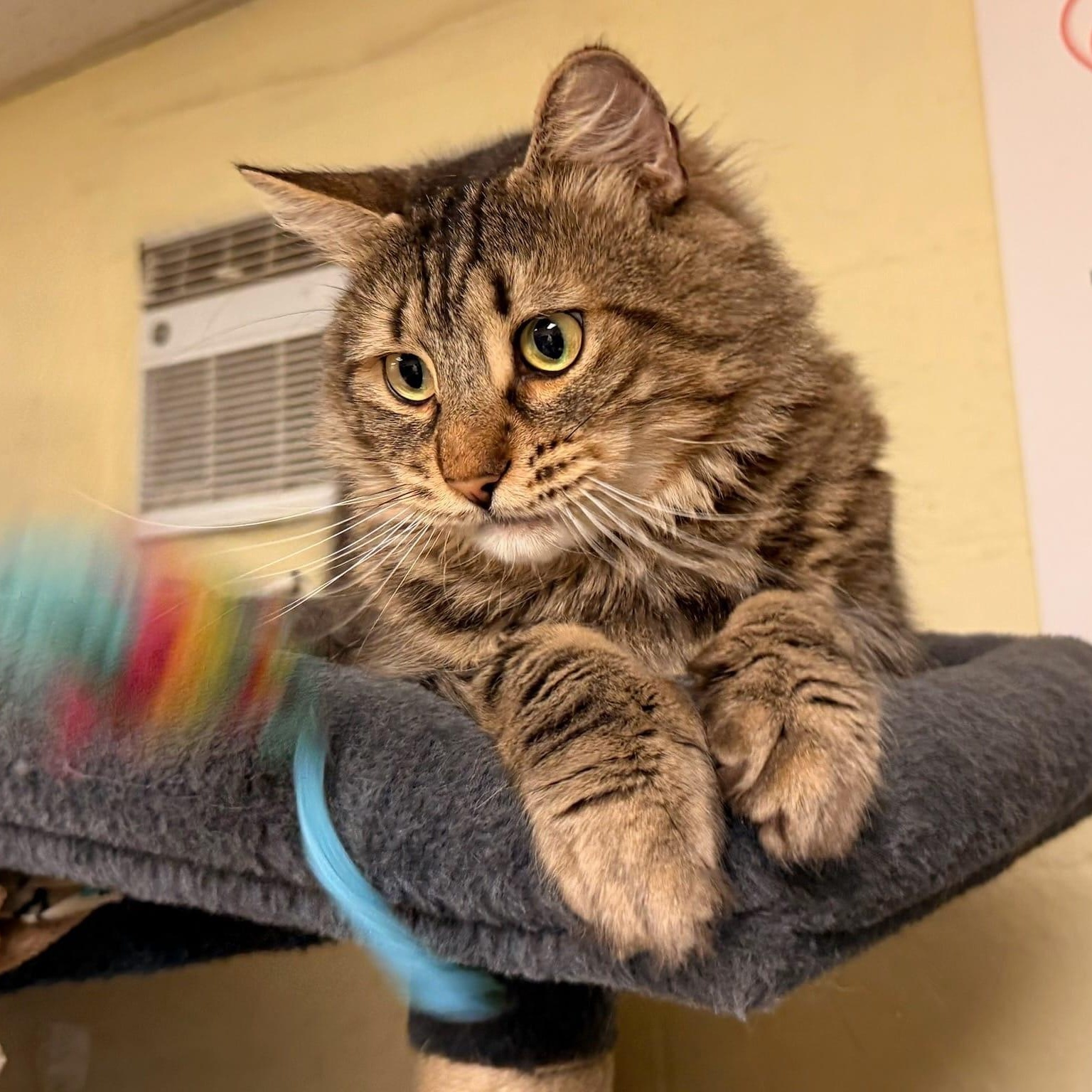 Torro, a ADOPTABLE Domestic Long Hair in Braintree, MA image 1/4