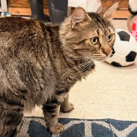 Torro, a ADOPTABLE Domestic Long Hair in Braintree, MA image 3/4