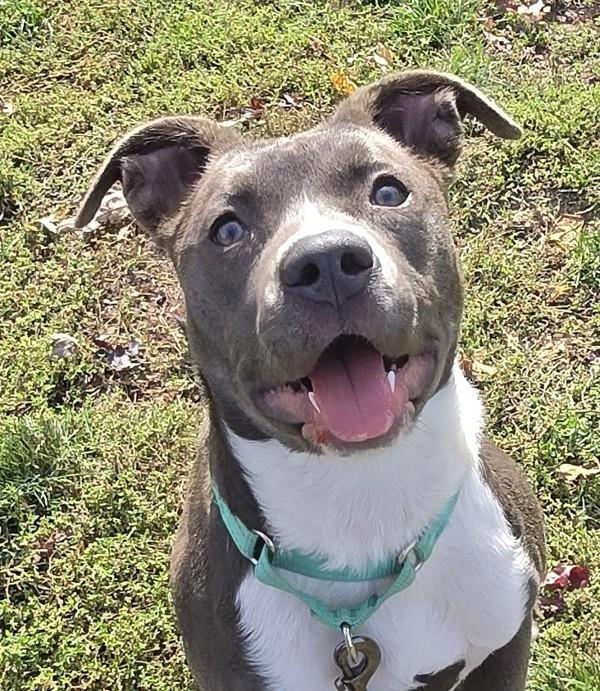 Ducky, Adoptable, Young Female American Staffordshire Terrier.