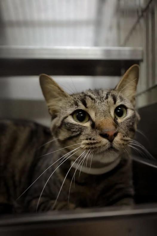Elma, Adoptable, Adult Female Domestic Short Hair.