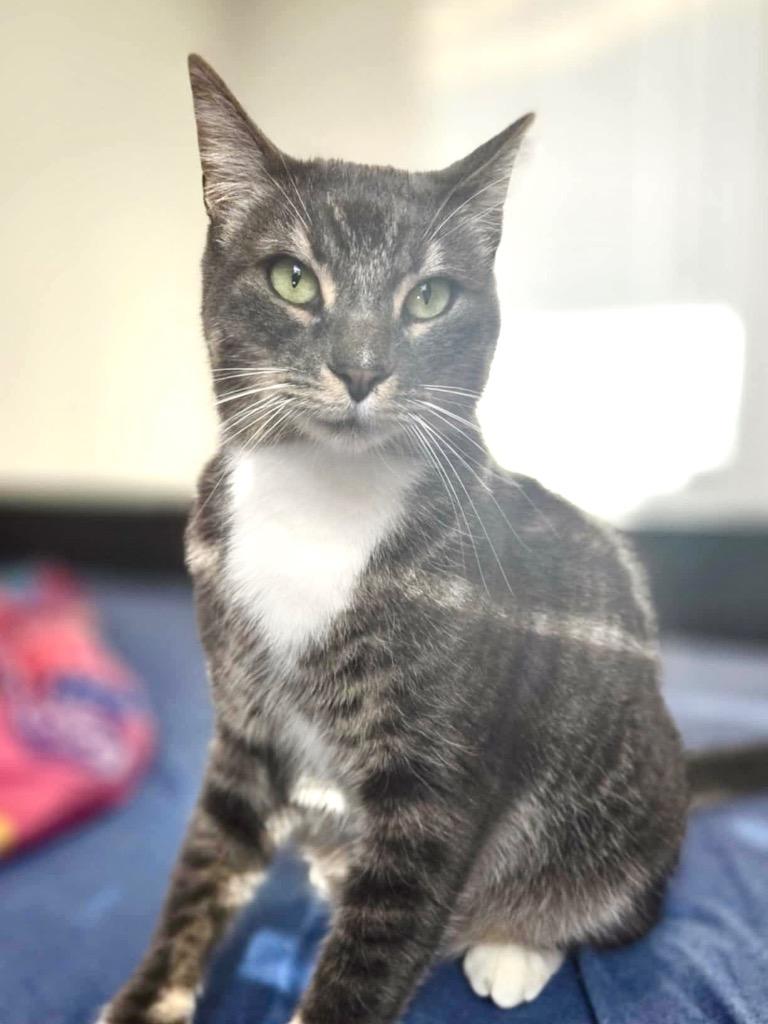 Enlarge Rosie, a Adoptable mixed breed in New Braunfels, TX image 2/5