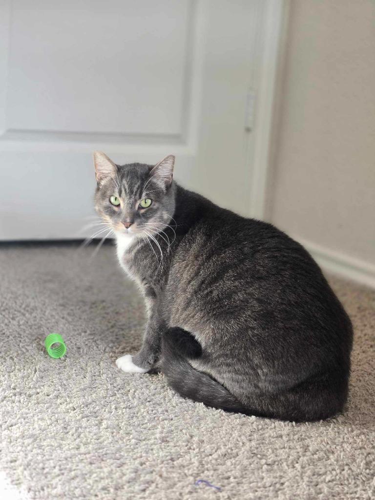 Enlarge Rosie, a Adoptable mixed breed in New Braunfels, TX image 3/5