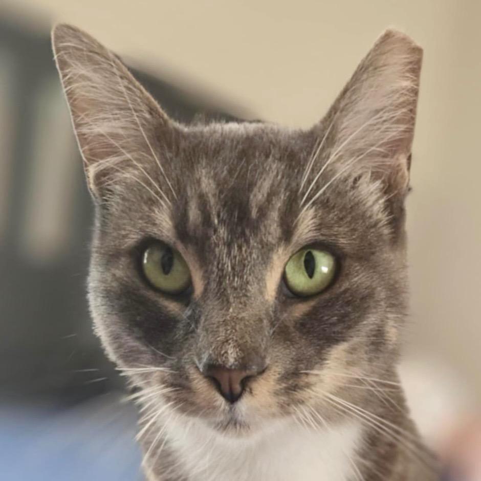 Rosie, Adoptable, Adult Female Domestic Short Hair.