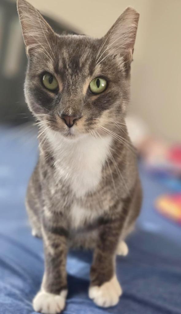 Rosie, a Adoptable mixed breed in New Braunfels, TX image 3/5