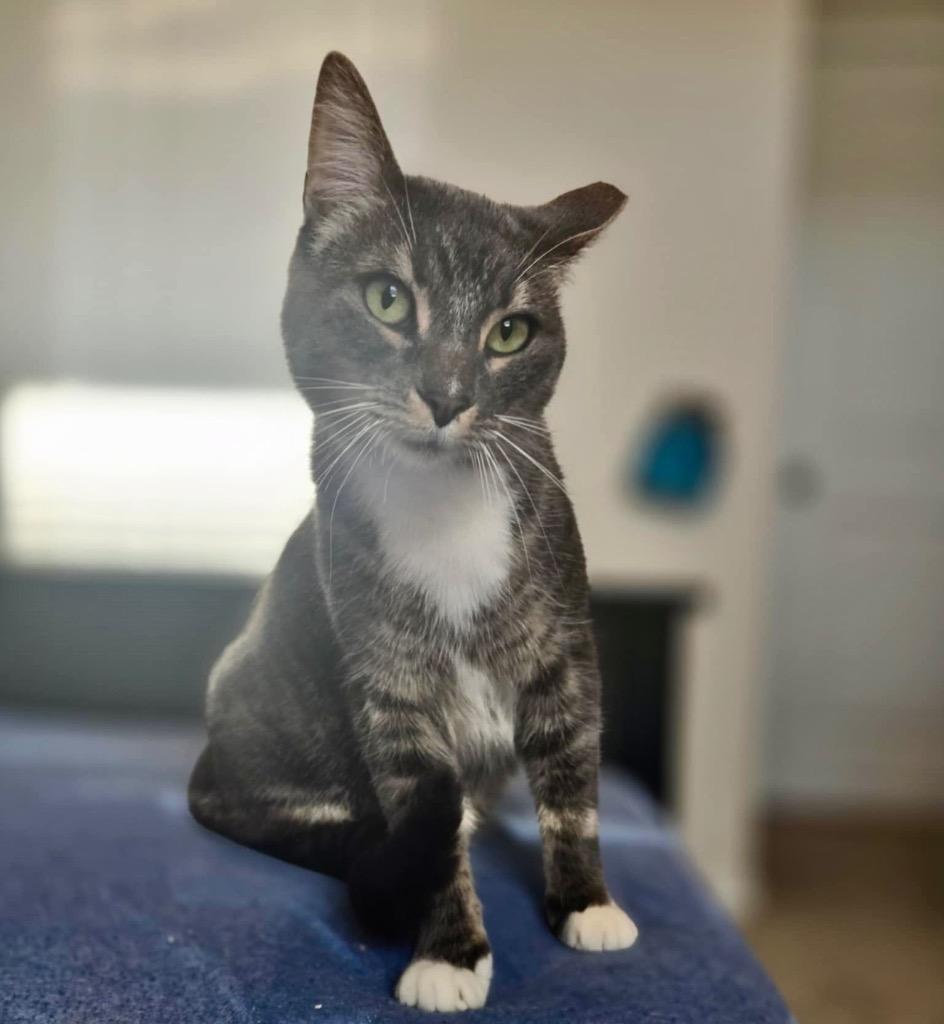 Enlarge Rosie, a Adoptable mixed breed in New Braunfels, TX image 5/5