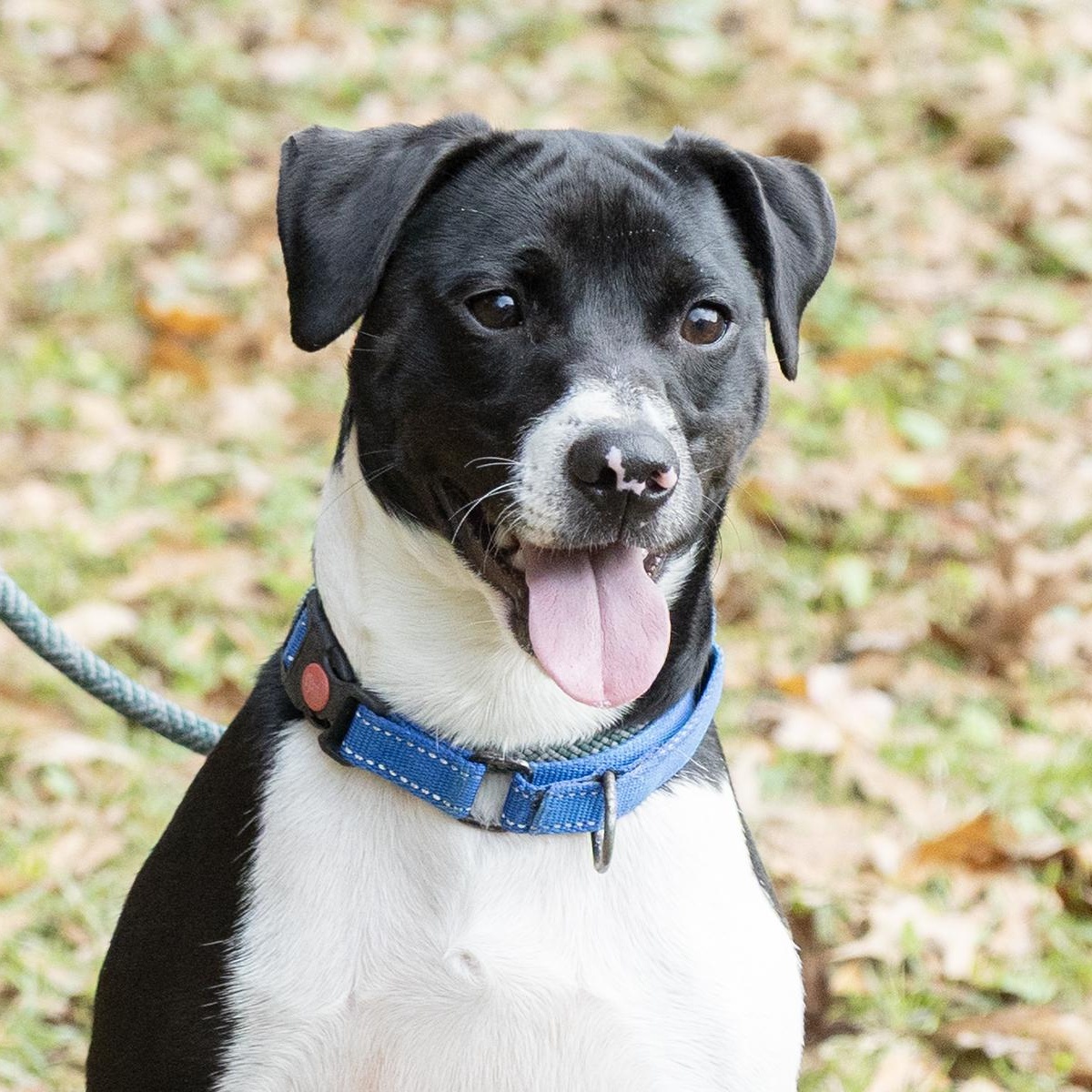 Buddy, adopted, Adult Male Feist.