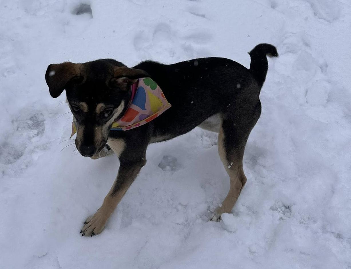 Enlarge Punky: Available in Foster Care, a Adoptable mixed breed in Elkins, WV image 1/3