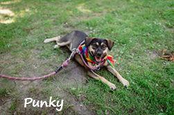 Punky: Available in Foster Care, Adoptable, Adult Female Jack Russell Terrier & German Shepherd Dog.
