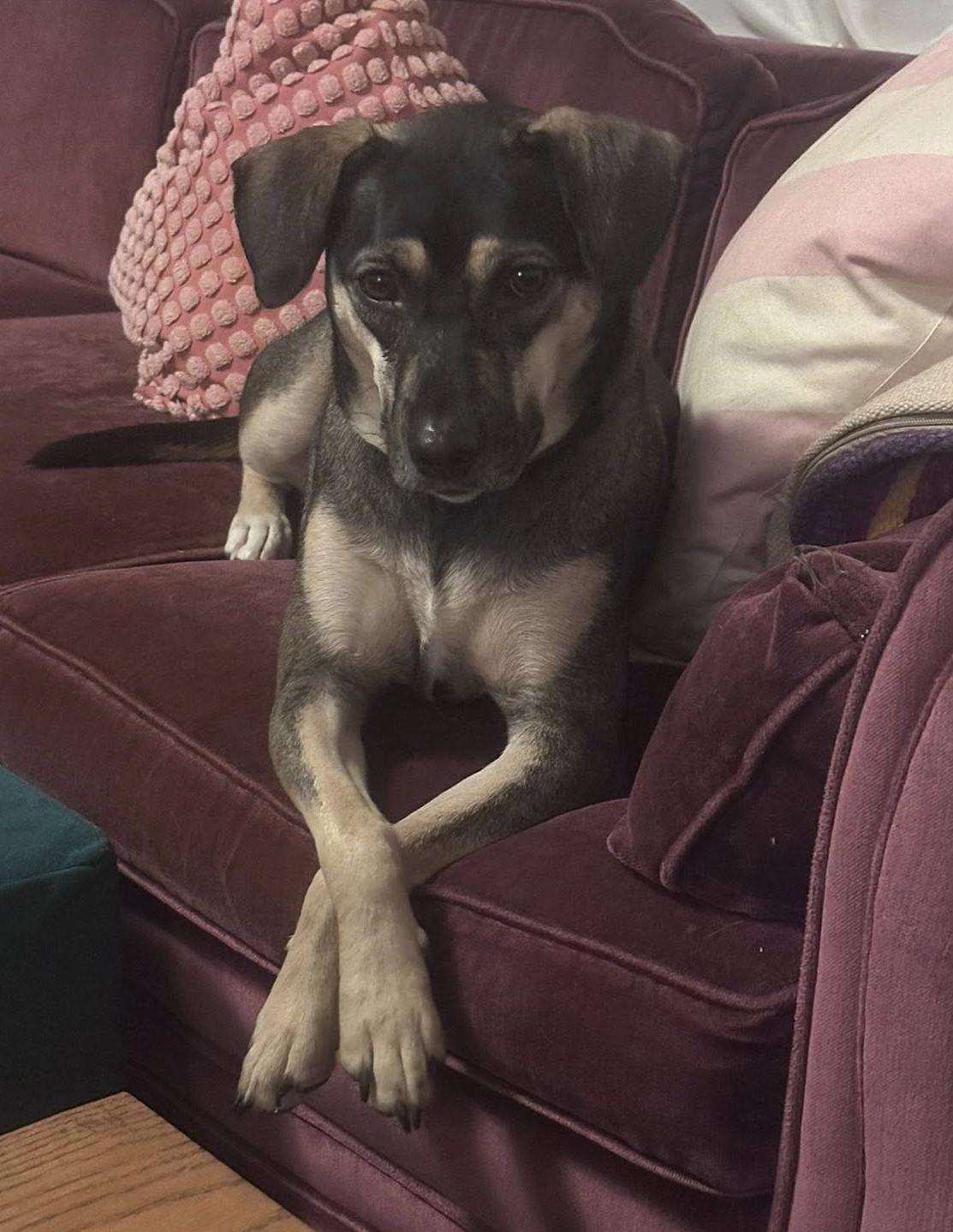 Enlarge Punky: Available in Foster Care, a Adoptable mixed breed in Elkins, WV image 3/3