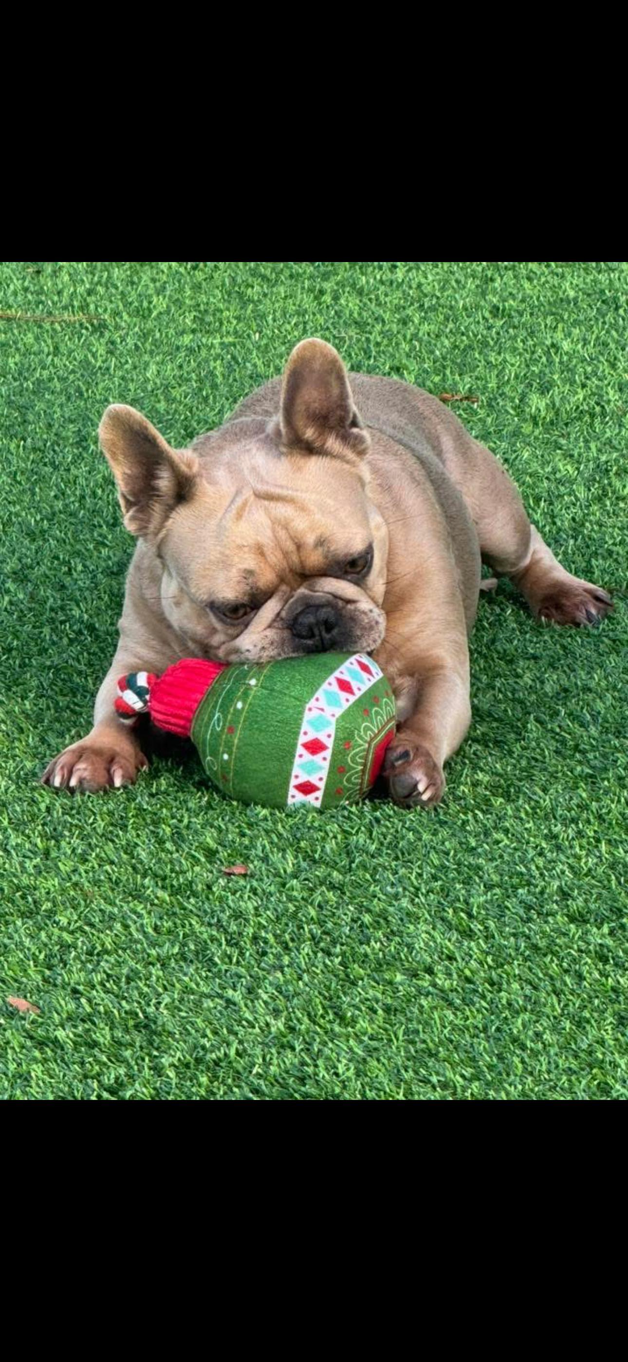 Stoney, a ADOPTABLE French Bulldog in Pompano Beach, FL image 3/4