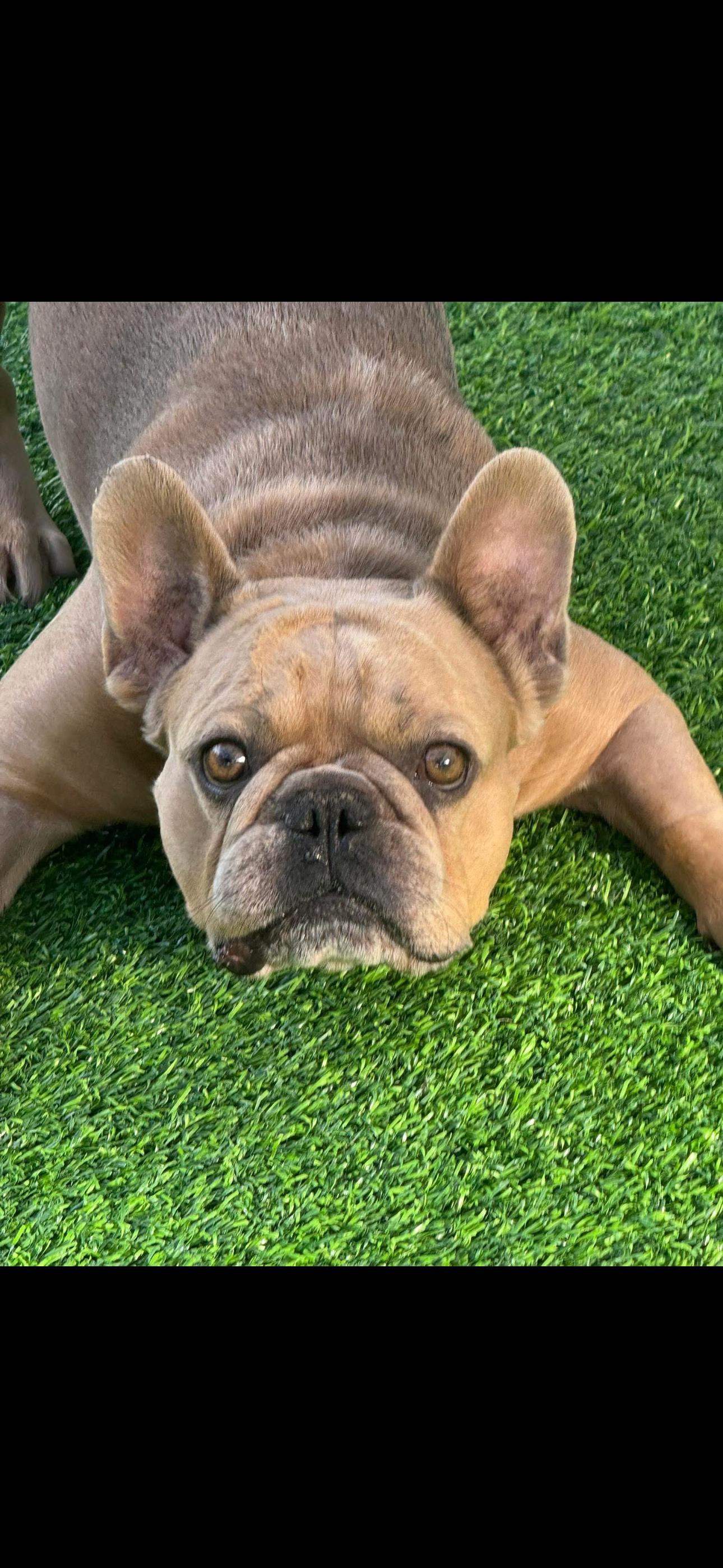 Stoney, a ADOPTABLE French Bulldog in Pompano Beach, FL image 4/4