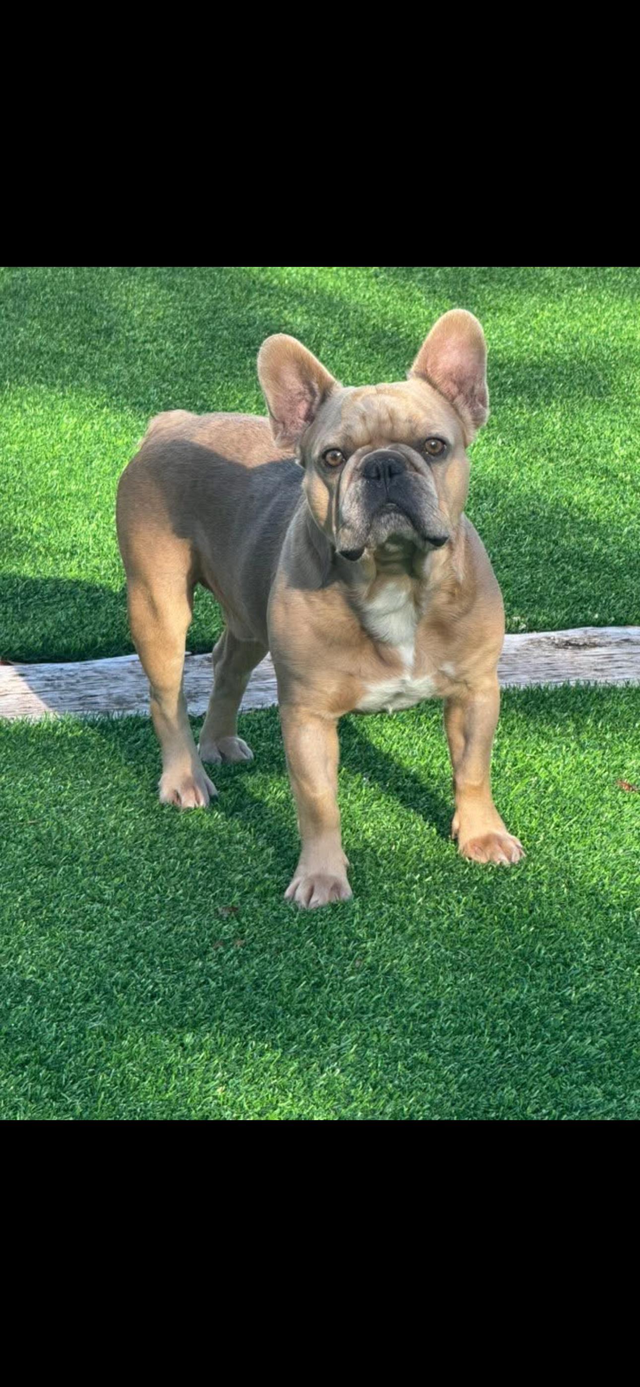 Stoney, a ADOPTABLE French Bulldog in Pompano Beach, FL image 2/4