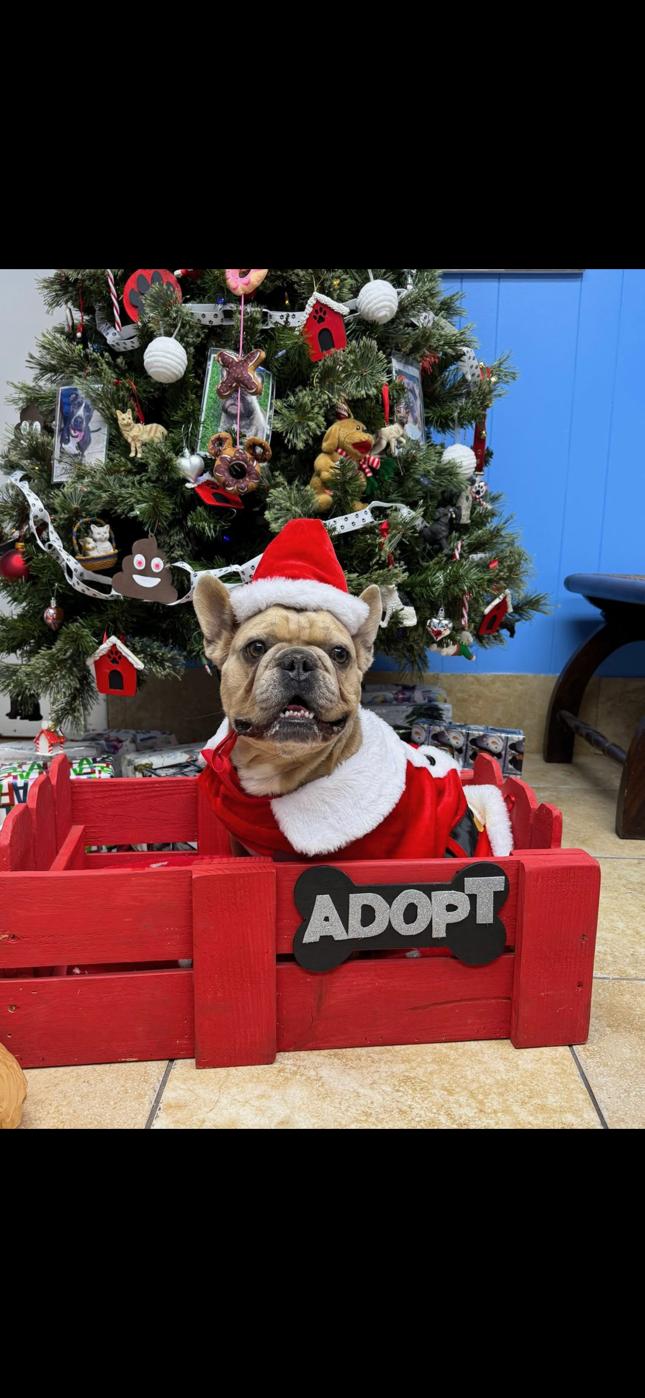 Stoney, a ADOPTABLE French Bulldog in Pompano Beach, FL image 1/4