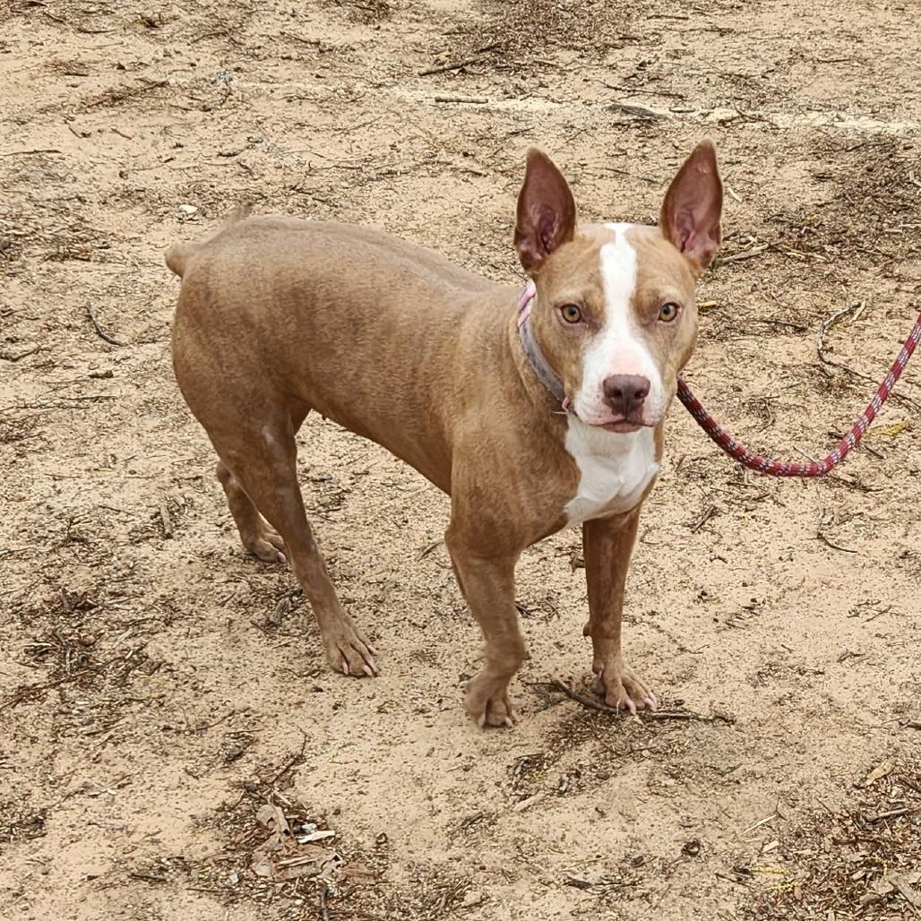 Maddie, Adoptable, Adult Female Bull Terrier & Mixed Breed.