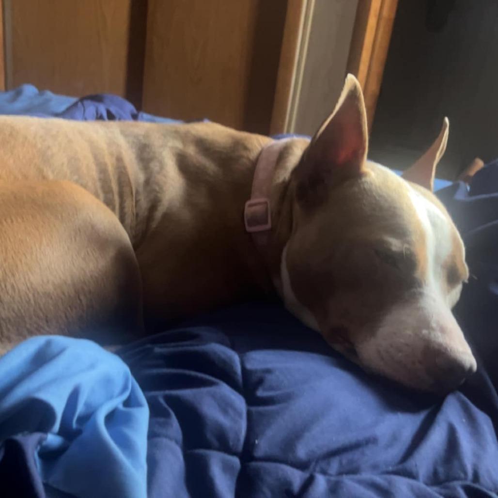 Maddie, a Adoptable mixed breed in Hackett, AR image 2/6