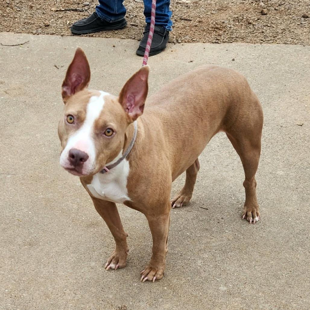 Maddie, a Adoptable mixed breed in Hackett, AR image 5/6