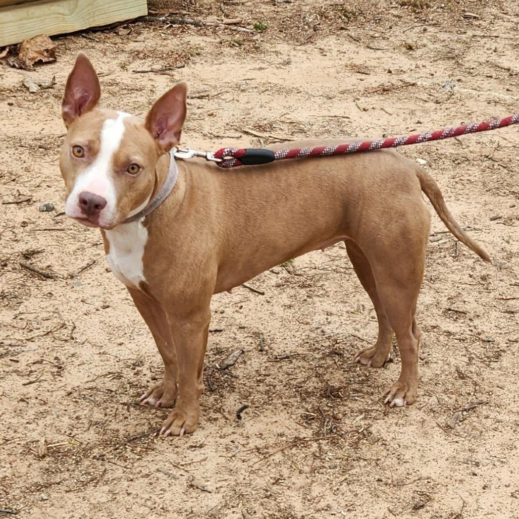 Maddie, a Adoptable mixed breed in Hackett, AR image 6/6