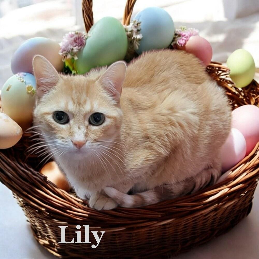 Enlarge Lily, a Adoptable Tabby in Plymouth, MN image 1/3