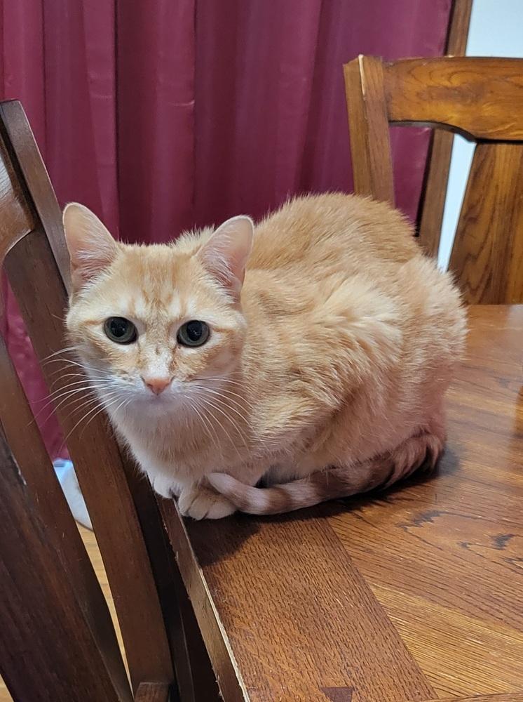 Enlarge Lily, a Adoptable Tabby in Plymouth, MN image 2/3