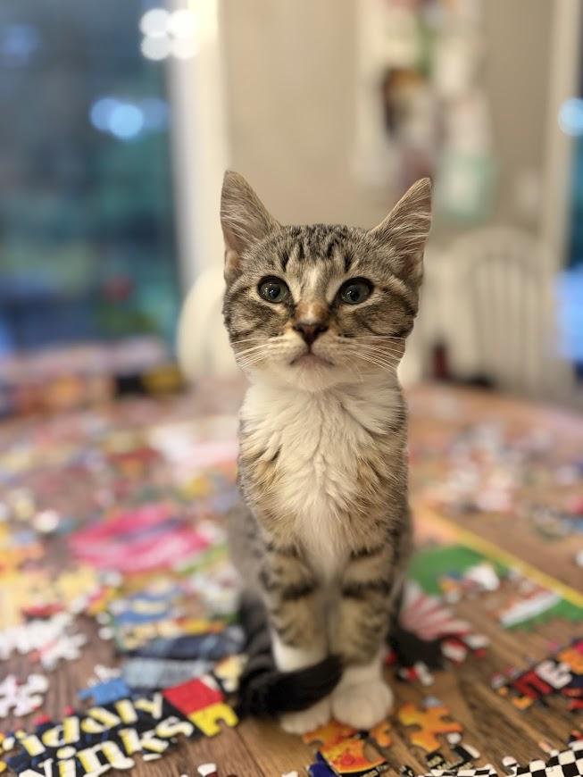 Gina, Baby Female Domestic Short Hair