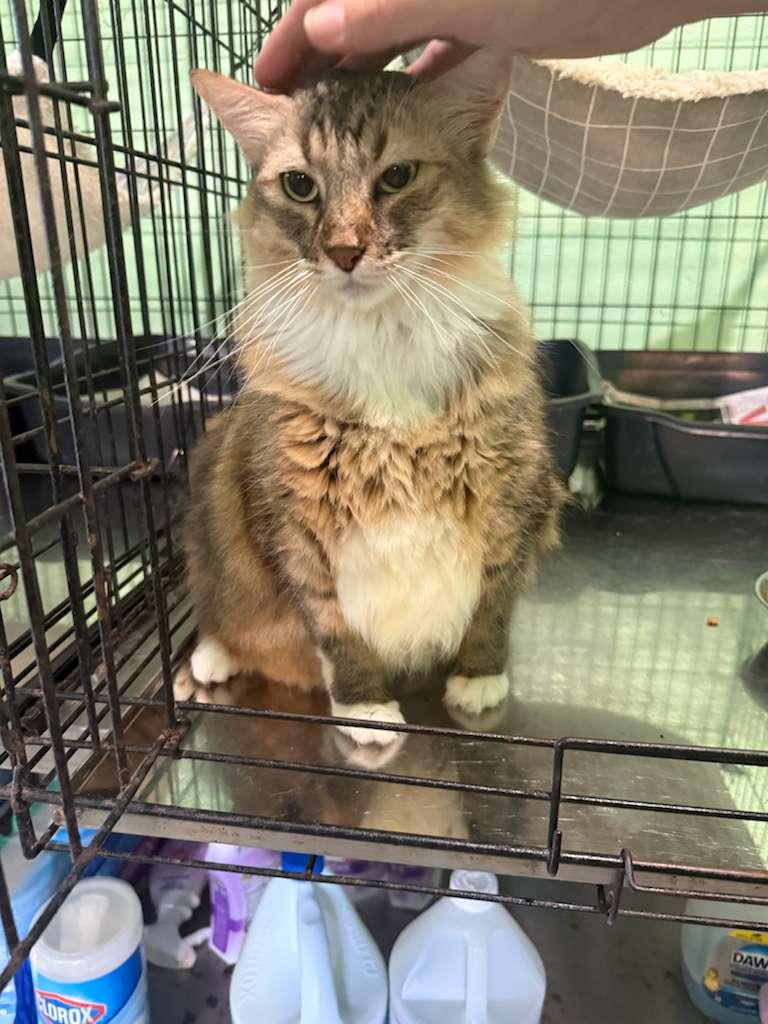 Cali, an adoption pending Domestic Long Hair in Manchester, NH image 5/6